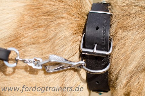 Robust Tervuren dog collar