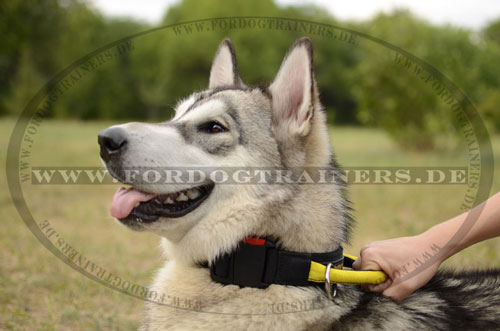 Hundehalsband aus Nylon für Training mit Handgriff