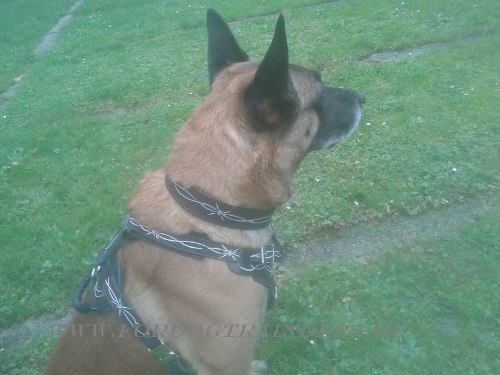 Hundehalsband für Malinois handbemalt kaufen