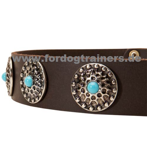 Leather collar for American Bulldog