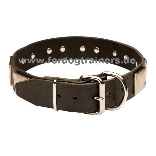 Studded collar for Shar Pei