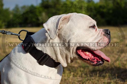 Amerikanische
Bulldogge Nylonhalsband