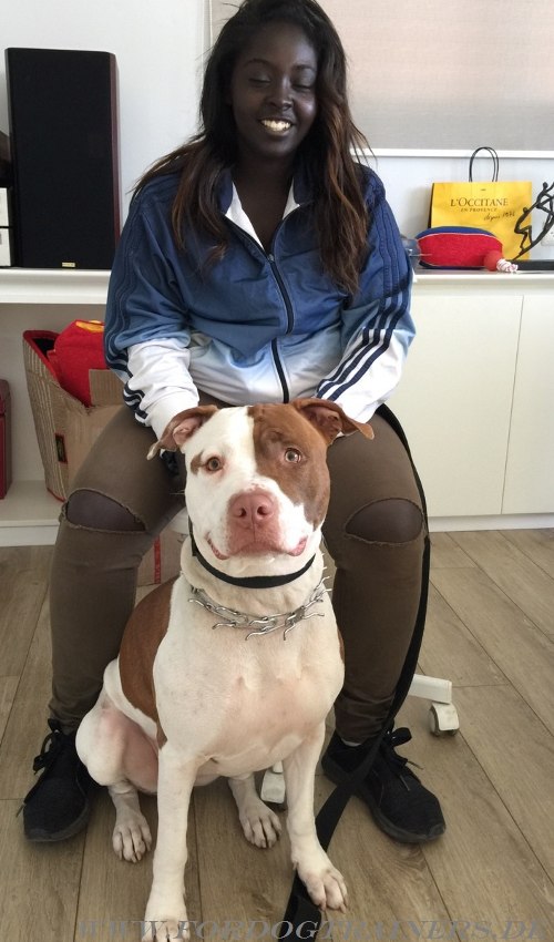 Breites Halsband für Pitbull