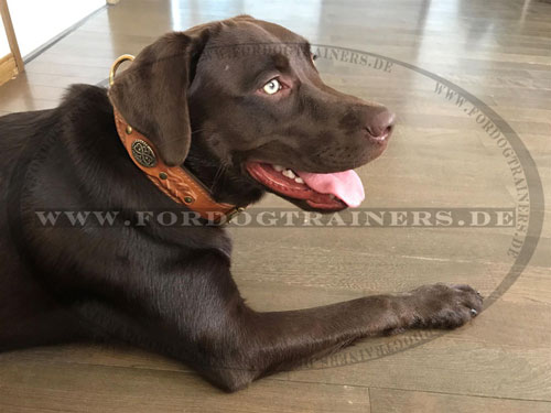 Designer Hundehalsband für Labrador