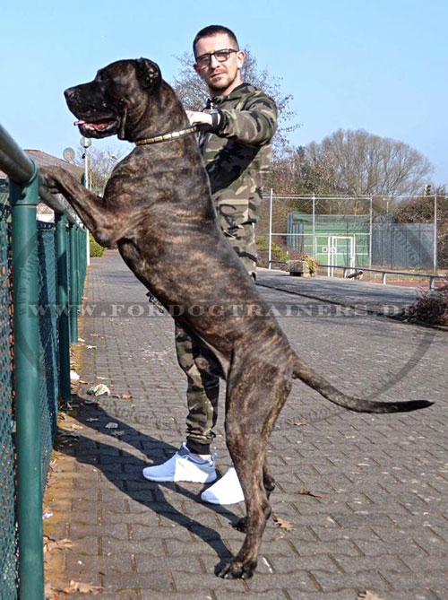 Nieten Halsband aus Leder für Mastiff