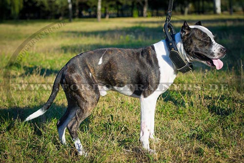 Pitbull Terrier Halsband aus Leder, Handarbeit