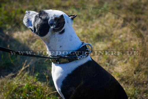 Pitbull Terrier Hundehalsband
mit Nieten kaufen