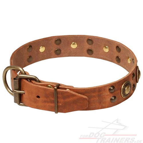 Studded
collar for lab dogs