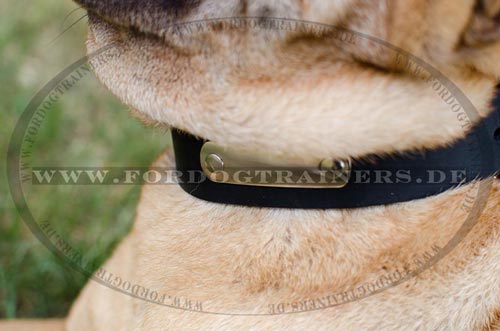 Leather dog collar for Shar Pei