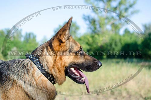  buy German Shepherd dog collar with studs