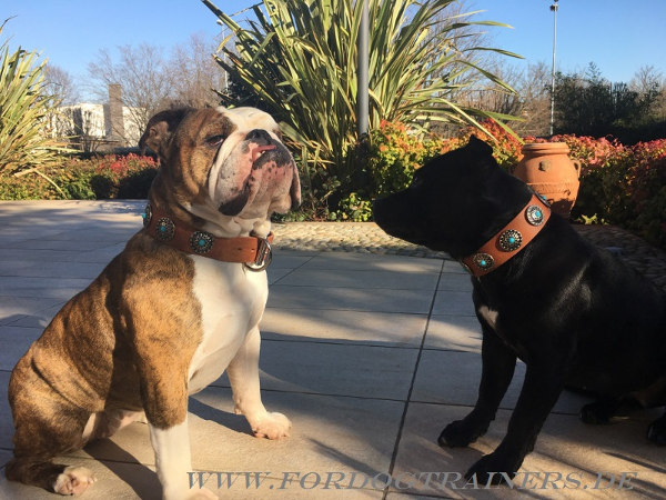 Hundehalsband für Staffordshirre Terrier robust