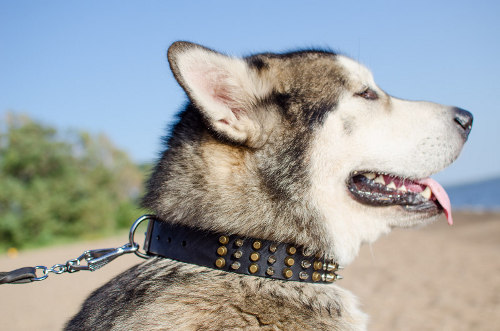 Malamut studded dog collar