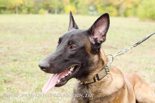  Ledernes Malinois Hundehalsband