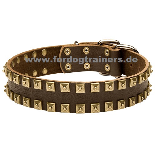 Halsband für Malinois