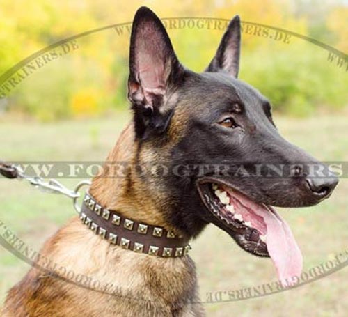 Malinois im Lederhalsband