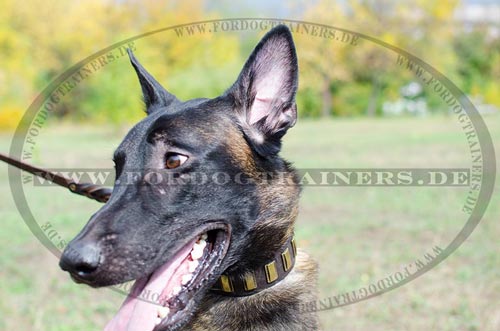 Malinois im Lederhalsband