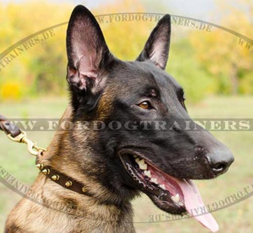 Malinois Halsband aus Leder