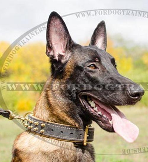 Malinois Halsband aus Leder Ultrakomfort