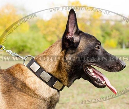 Malinois Halsband aus Nylon