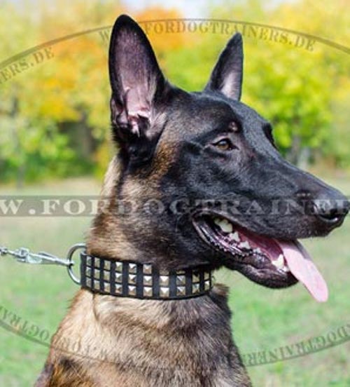 Besonderes Lederhalsband Malinois