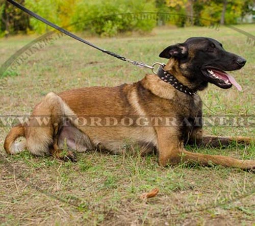 Weiches Lederhalsband Malinois