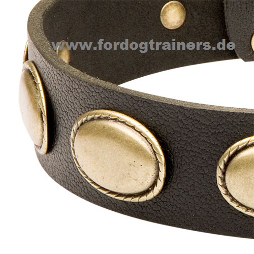 leather dog collar with brass parts for Labrador