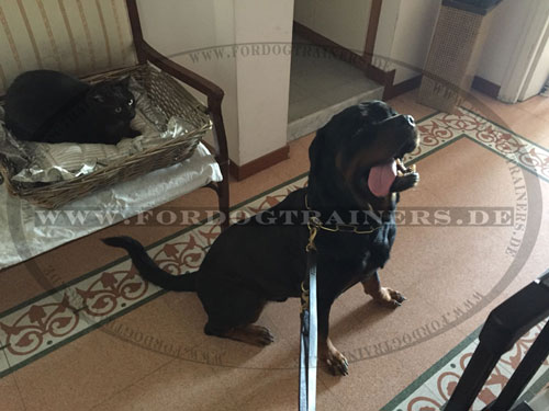 Rottweiler Dressurkette, bequem und haltbar