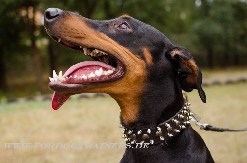 Handgefertigtes Dobermann Hundehalsband Leder