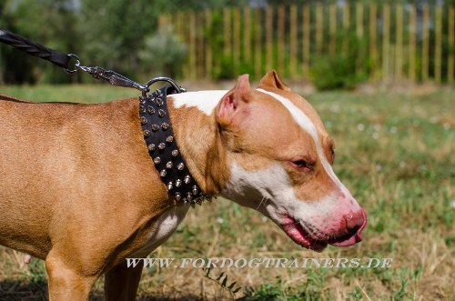 Pitbull Terrier leather dog collar with spikes