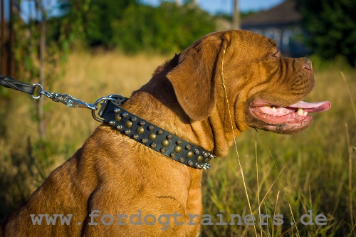 Bulldogge Nieten Halsband
