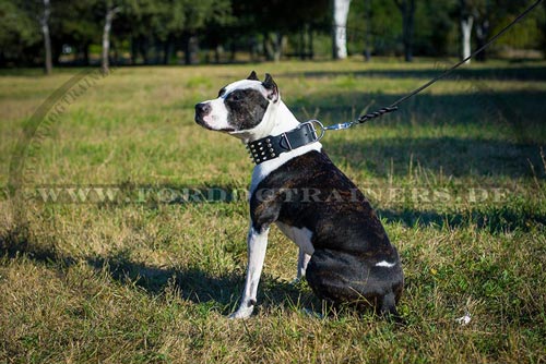 Pitbull Terrier Lederhalsband günstig
kaufen