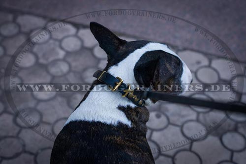 Leder Hundehalsband für Bullterrier