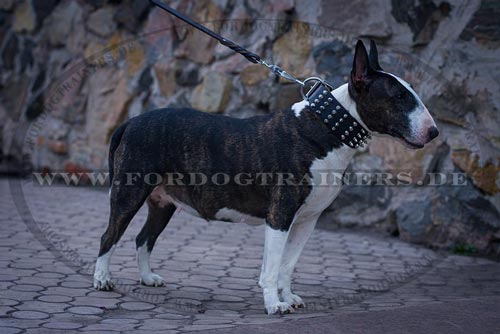 Hundehalsband aus Leder für Bullterrier kaufen