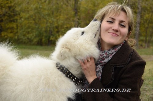 Samoyede Hundehalsband Leder hochwertig