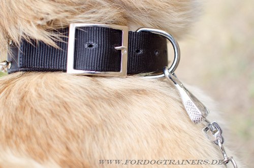 Nylon studded collar miltifunctional for Tervuren