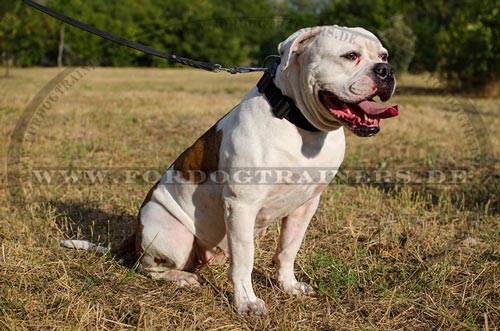 Hundesport Halsband für Buldogge