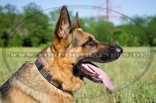 Nylon Halsband für Deutschen Schäferhund mit Platten