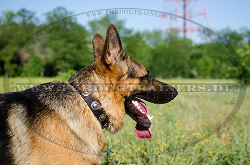 Halsband für Deutschen Schäferhund mit runden Platten