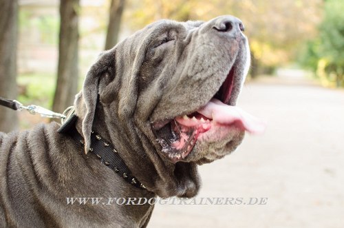 Mastino Napoletano Nylon Halsband
hochwertig