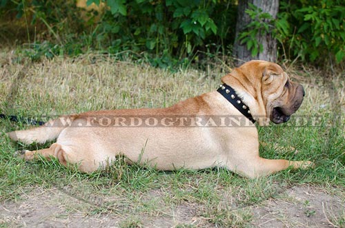 Multizweck Halsband für Shar Pei