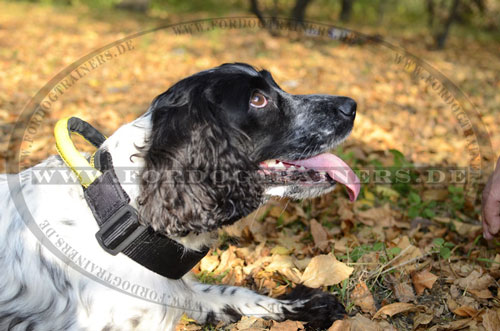 Spaniel Nylonhalsband mit Handgriff