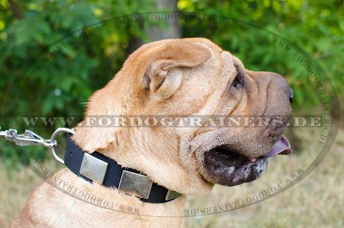 Platten Design Halsband für Shar Pei