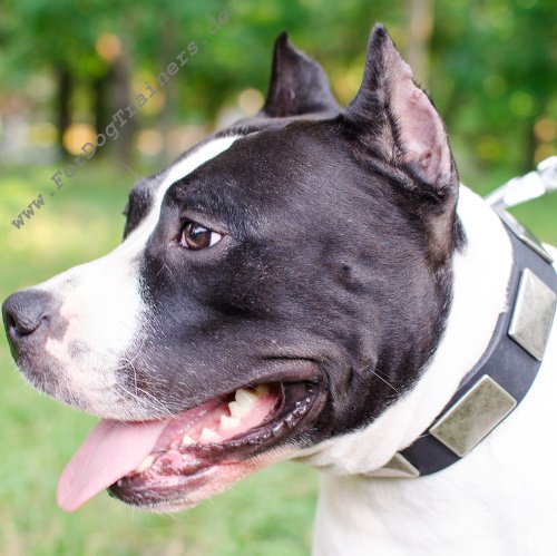 Wide Dog Collar for Pitbull
