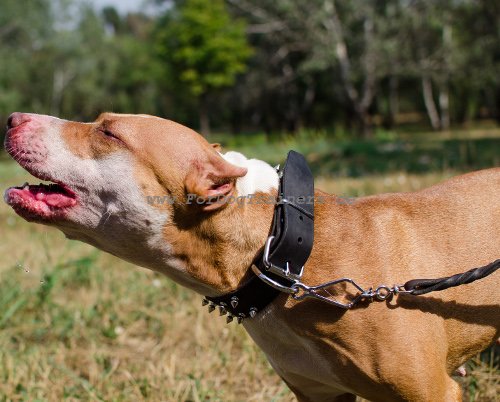 Pitbull dog collar leather wide