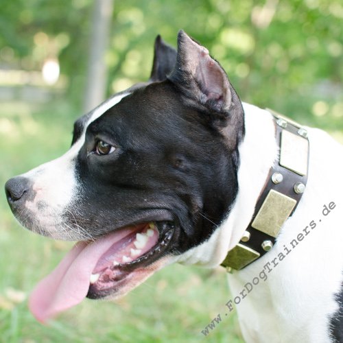 Pitbull Hunde Halsband Designer