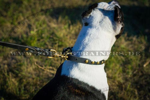 Leder Hundehalsband für Pitbull Terrier