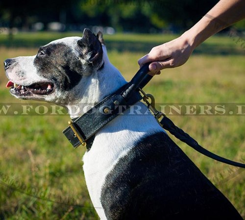 Pitbull Terrier Halsband aus Leder doppellagig