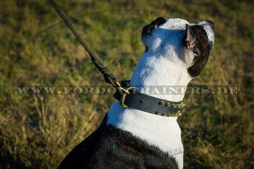 Pitbull Terrier Hundehalsband aus
Leder kaufen