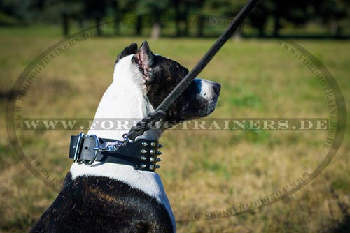 Pitbull Terrier Hundehalsband aus Leder
kaufen