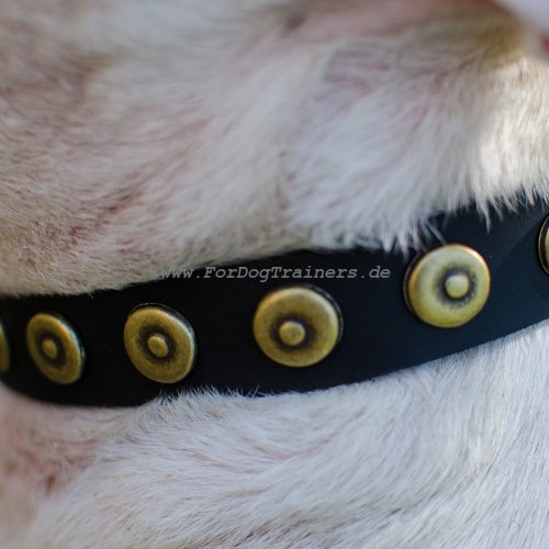 Pitbull Terrier Hund Halsband mit Nieten